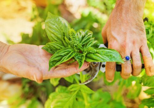 Une herbe riche en composés aromatiques