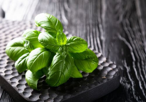 Le basilic frais, plein d’arômes et de vitalité