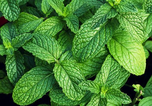 Feuilles de menthe fraîche, brillantes et bien vertes