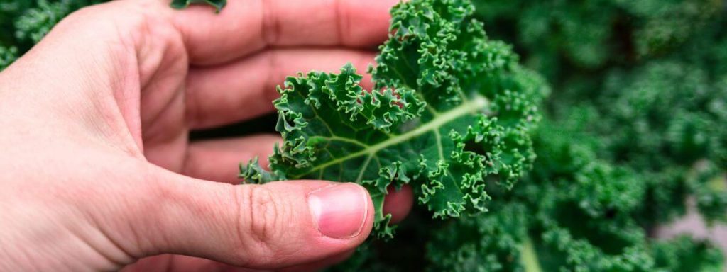 Comment cuire le chou kale